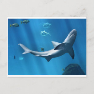 SHARK IN BLUE OCEAN POSTCARD