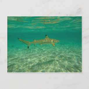 Shark in bora bora postcard