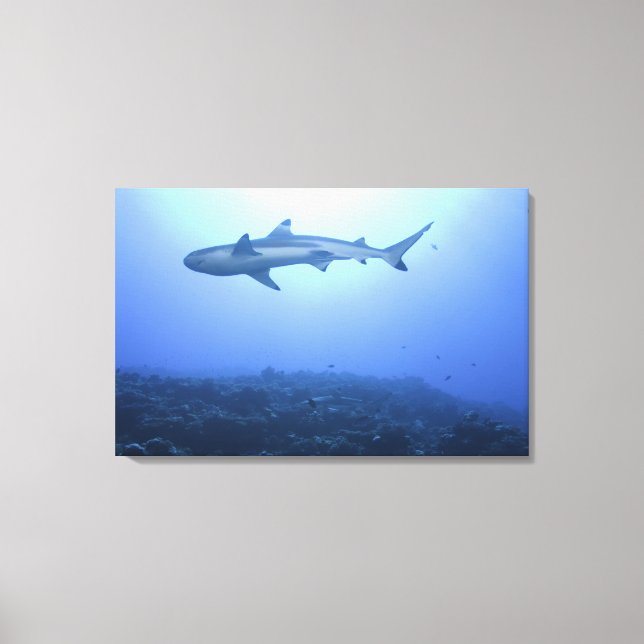Shark in ocean, low angle view canvas print (Front)