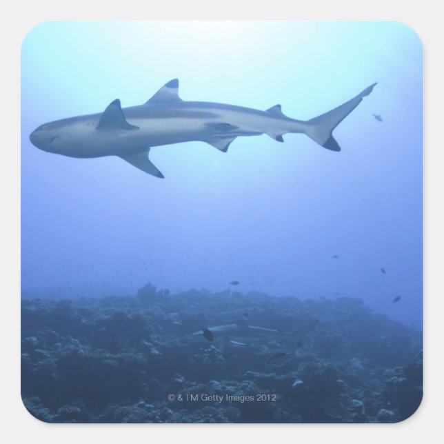 Shark in ocean, low angle view square sticker (Front)