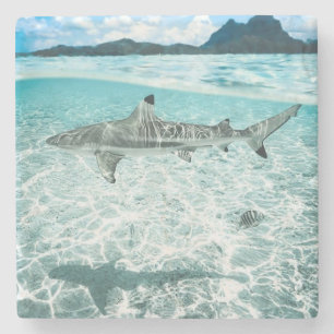 Shark in the Waters Stone Coaster