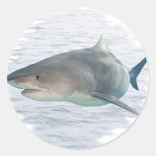 Shark in water classic round sticker