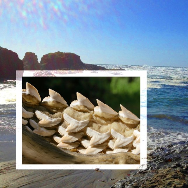 Shark Jawbone and Teeth Postcard (Creator Uploaded)