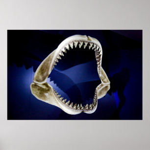 shark jaws and teeth poster FROM 14.95