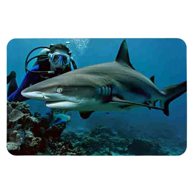 Shark  magnet (Horizontal)