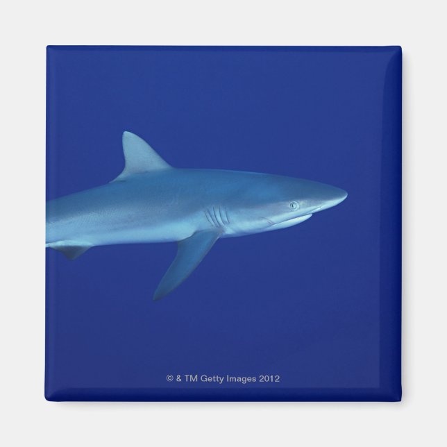 Shark Magnet (Front)