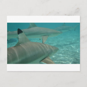 shark postcard