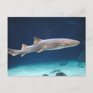 Shark  Postcard