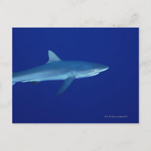 Shark Postcard