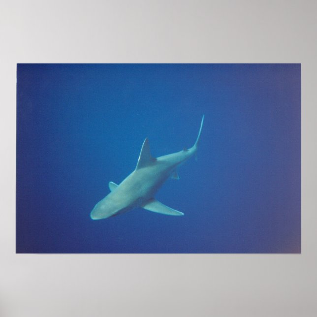 shark poster (Front)