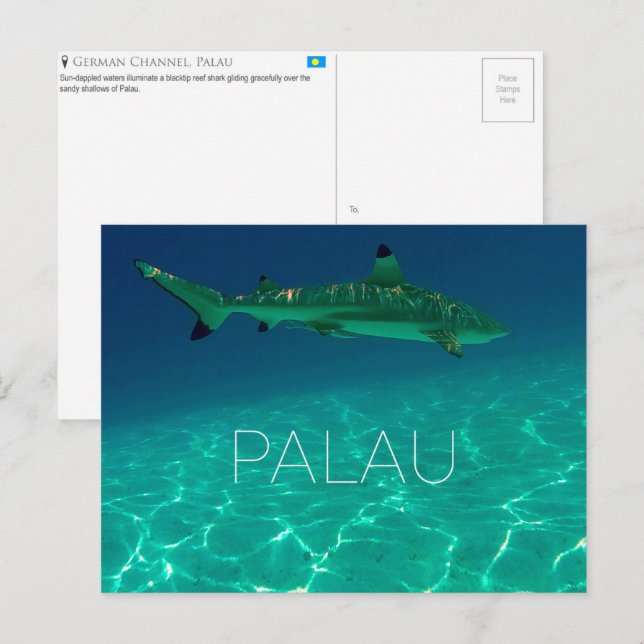 Shark Reef, Palau Travel Postcard (Front/Back)