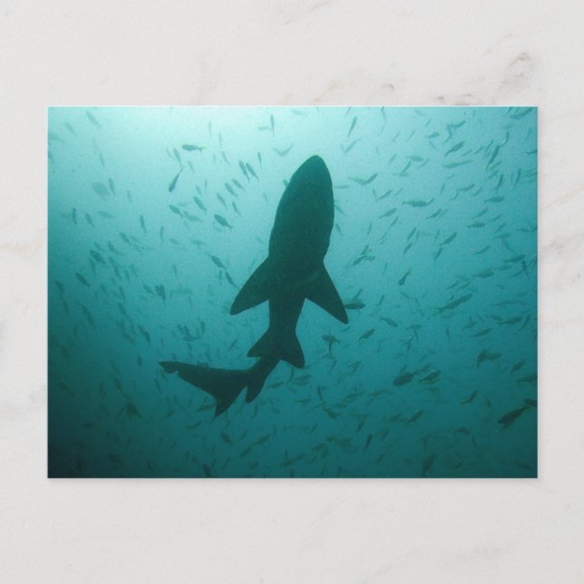 Shark Silhouette Postcard (Front)