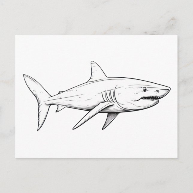 Shark sketch  postcard (Front)