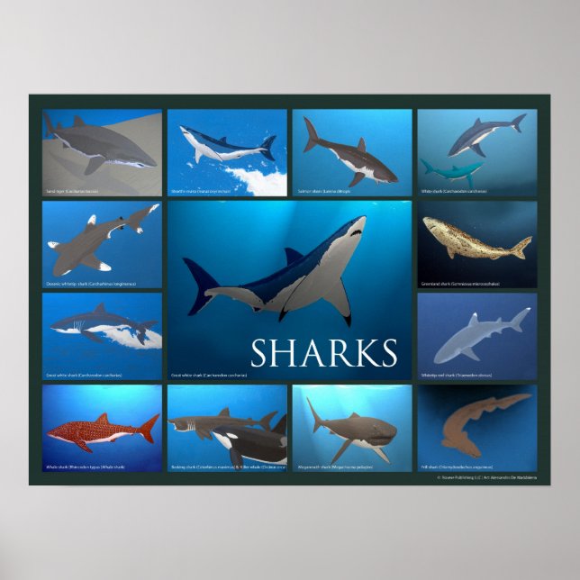 Shark Species Poster (Front)