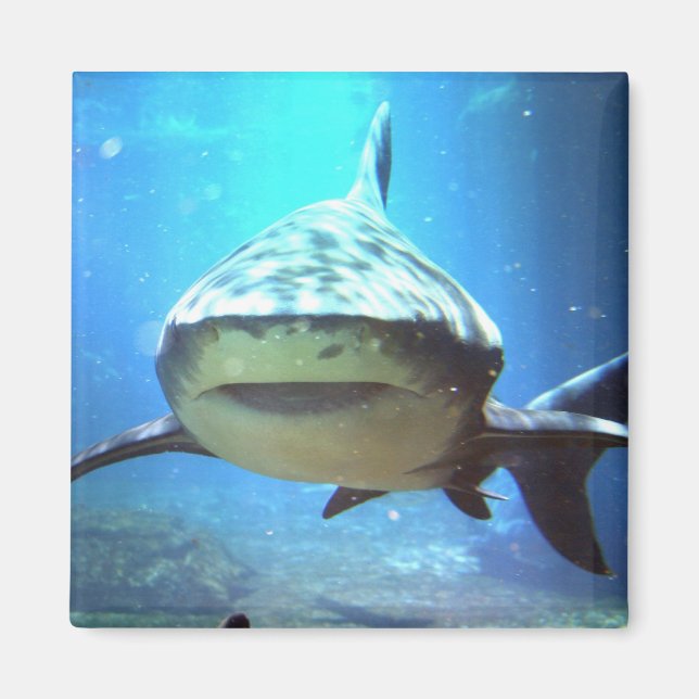 Shark Square Magnet (Front)
