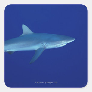 Shark Square Sticker