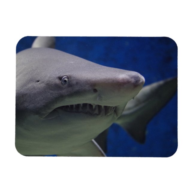 Shark Stare, Shark Swimming, Face Close-up  Magnet (Horizontal)
