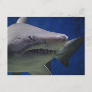 Shark Stare, Shark Swimming, Face Closeup Postcard