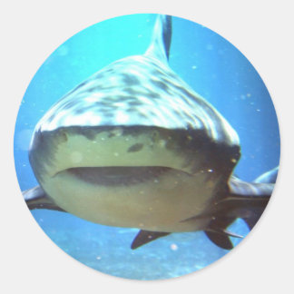 Shark Stickers
