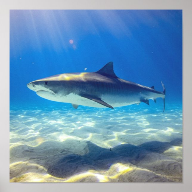 Shark Swimming Blue Ocean Water Poster (Front)