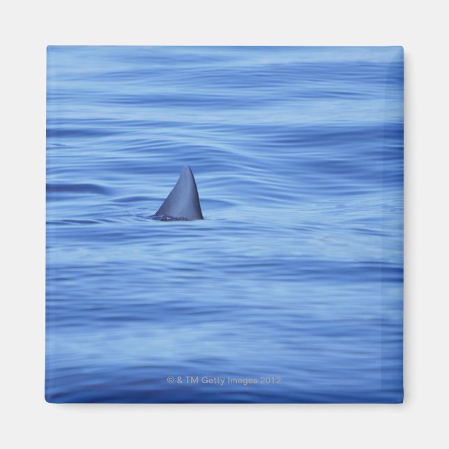 Shark swimming in ocean water magnet (Front)