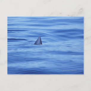 Shark swimming in ocean water postcard