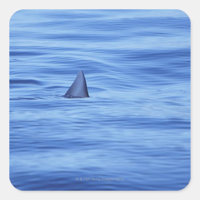 Shark swimming in ocean water square sticker (Front)