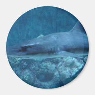 Shark swimming in the ocean Photo Magnet