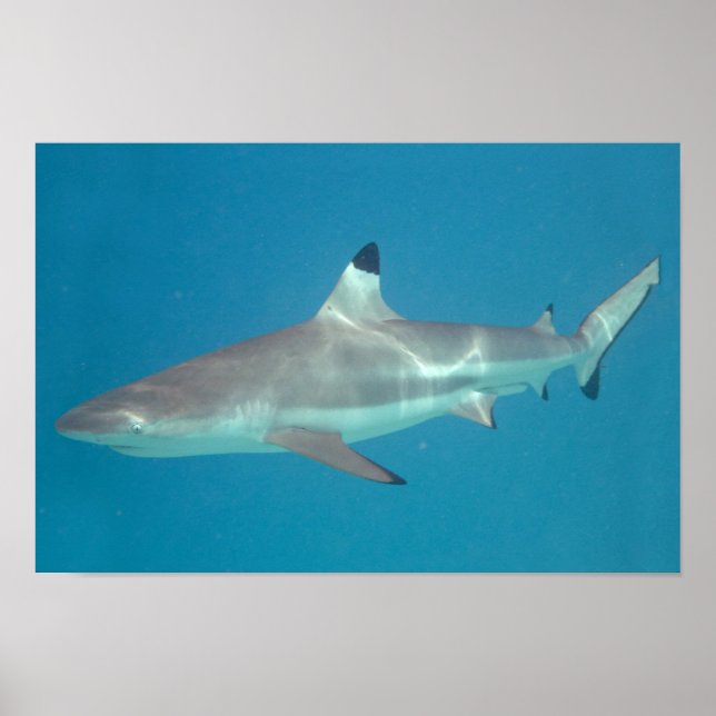 Shark swimming underwater poster (Front)