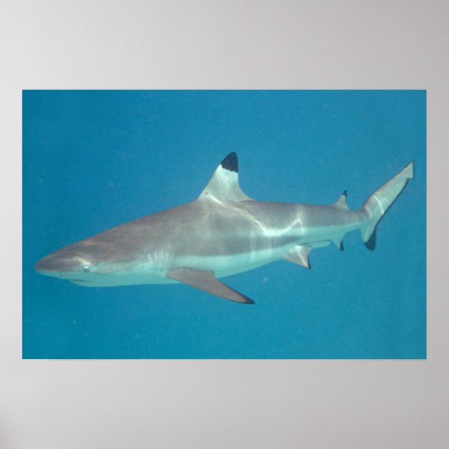 Shark swimming underwater poster (Front)