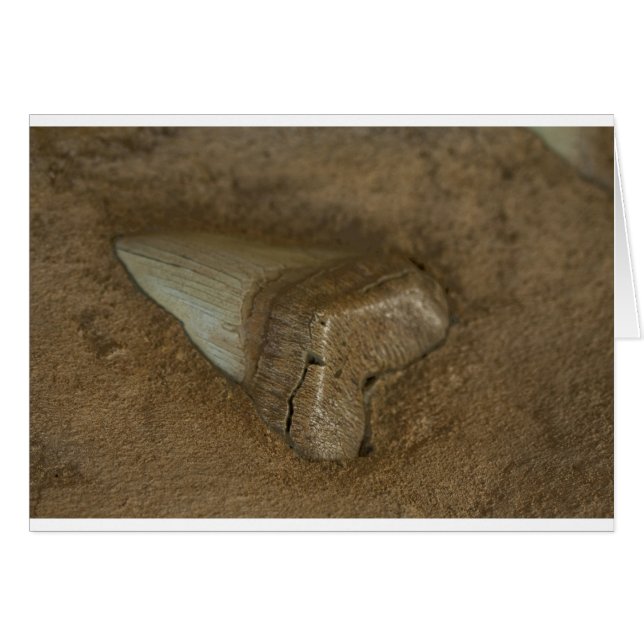 Shark Tooth Fossil (Front Horizontal)