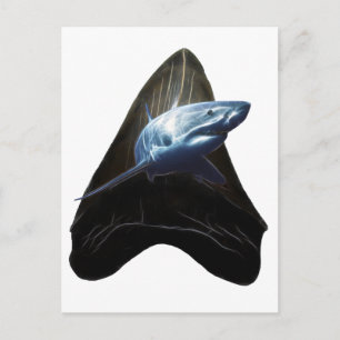 Shark Tooth Postcard