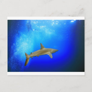Shark underwater deep blue ocean postcard