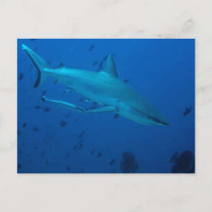 Shark Underwater Photograph Postcard