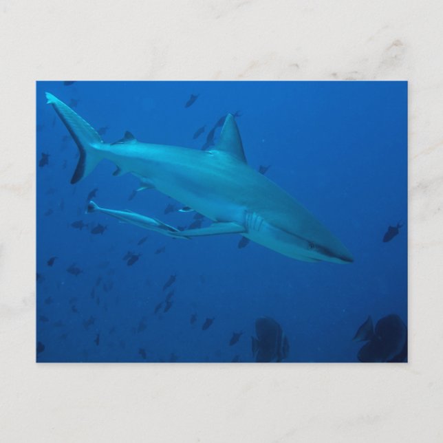 Shark Underwater Photograph Postcard (Front)