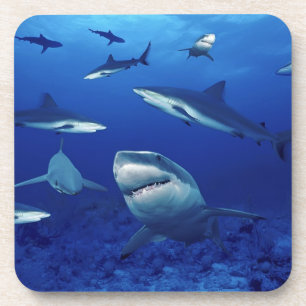 Sharks Coaster Set