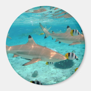 Sharks in the Bora Bora lagoon round magnet