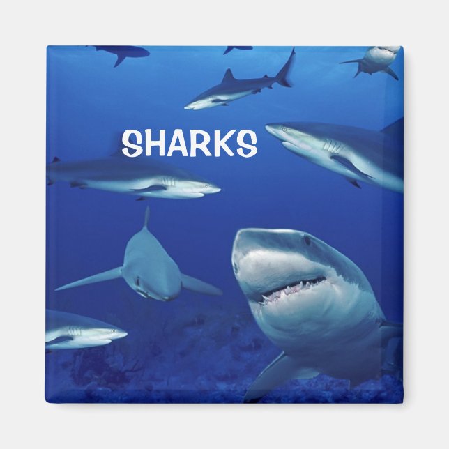 Sharks Magnet (Front)