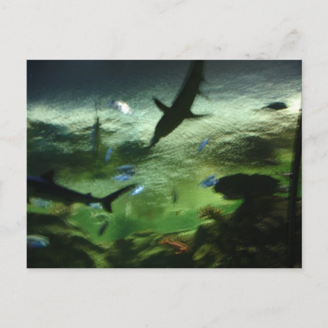 Sharks Postcard (Front)