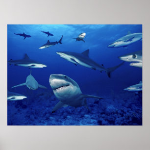 Sharks Terrors of the Deep Poster