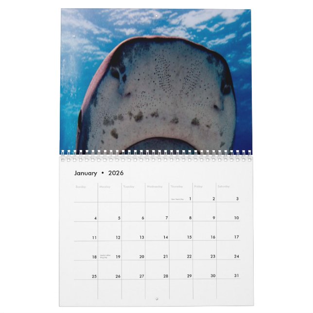 Sharks Wall Calendar (Jan 2026)