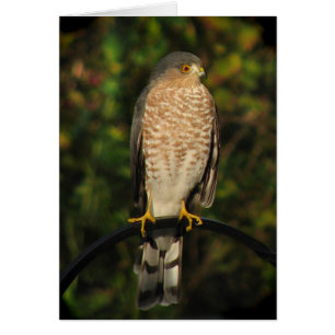 Sharp-shinned Hawk