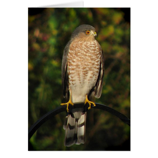 Sharp-shinned Hawk (Front)