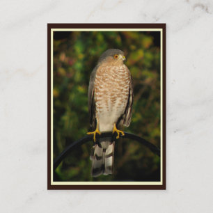 Sharp-Shinned Hawk ATC Business Card