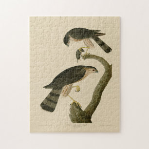 Sharp-shinned Hawk from Audubon's Birds of America Jigsaw Puzzle
