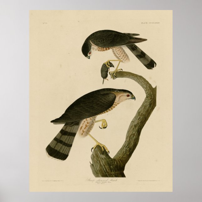 Sharp-shinned Hawk from Audubon's Birds of America Poster (Front)