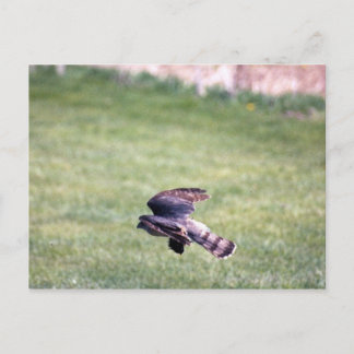 Sharp-Shinned Hawk in flight Postcard