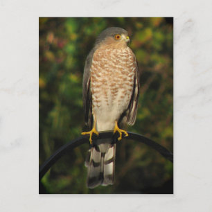 Sharp-Shinned Hawk Postcard