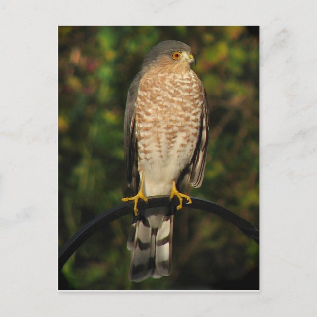 Sharp-Shinned Hawk Postcard (Front)