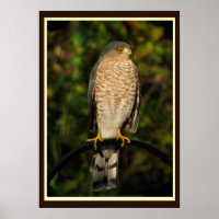 Sharp-shinned Hawk